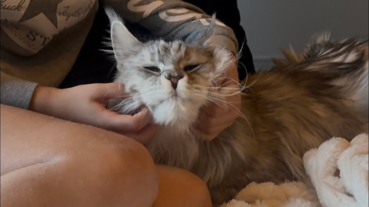 Wait… Are ALL the Cats Loulou's Now?! 😂❤️ - YouTube