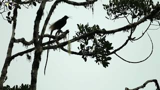 Brown Sicklebill