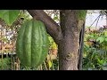 Growing the Strawberry Tree (Muntingia calabura) - YouTube