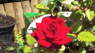 Download oran2014 un partage avec nesse blida Mp3 and Video oran2014 un partage avec nesse blida