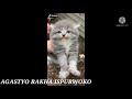 Cat goes brapaapapp stututututu