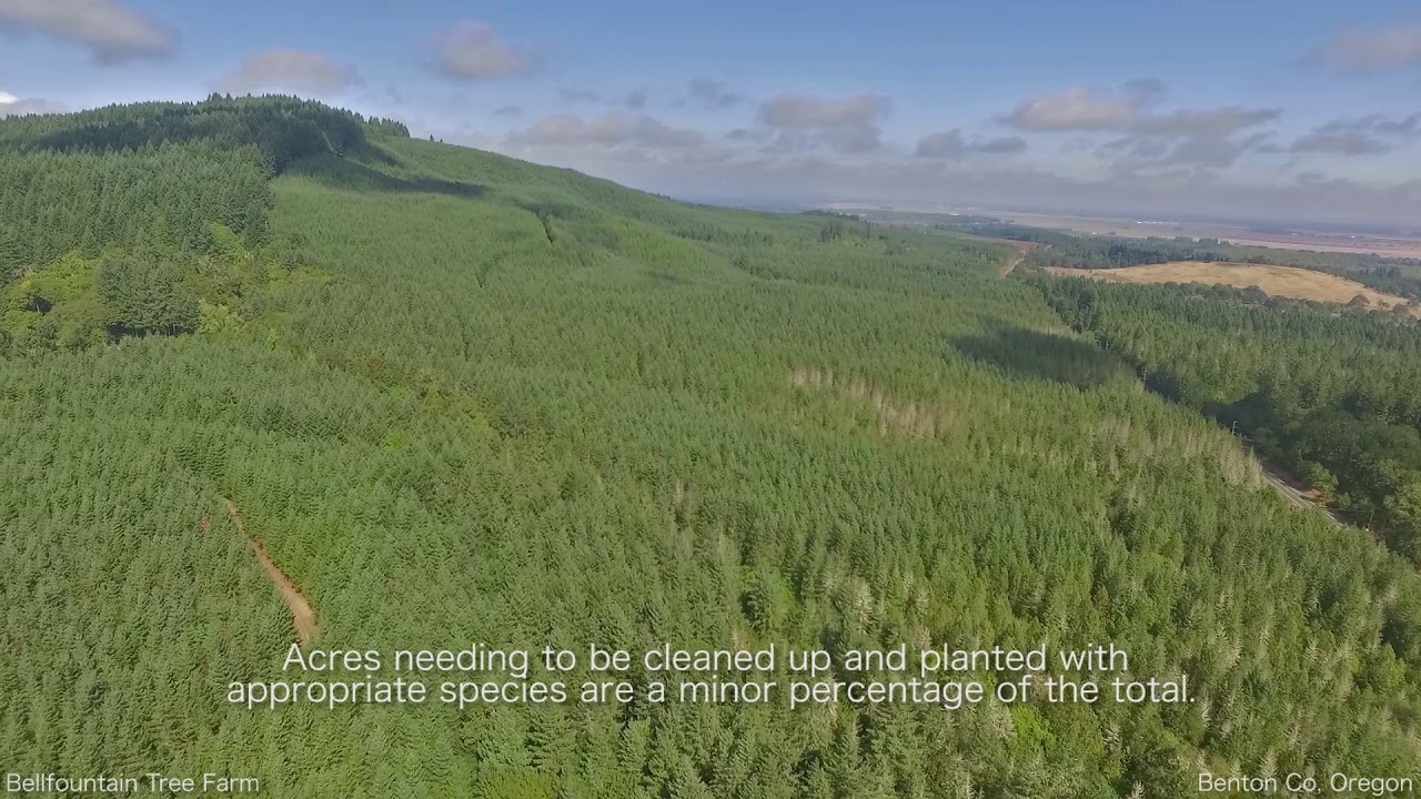Bellfountain Tree Farm Benton Co, OR Southern Oregon Drone YouTube