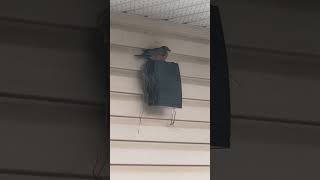Robin Bird is build nest 🪹 #2024 #amazing #shortvideo