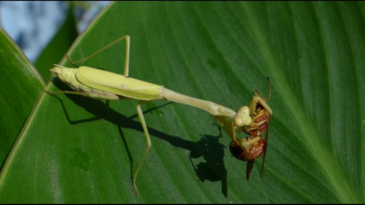 mantis vs wasp 3 - YouTube