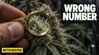 Milky vs Amber Trichomes: What Lab Tests Actually Show About Peak THC