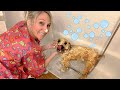 Dog Bathing at Home (How To!)