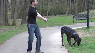 Stop Your Dog from Pulling  PetSafe® Gentle Leader® Headcollar