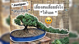 EP:9 เลี้ยงสนเลื้อยยังไงให้รอด วิธีการเลี้ยงสนเลื้อยหรือสนจูนิเปอร์ [charminggreen bonsai]