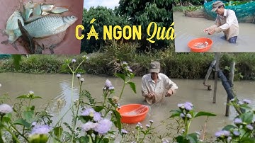 Giăng lưới bắt cá sặc ở miền Tây | Dính bầy cá quá ngon | Fishing nets