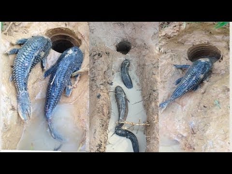 Video Cách Đơn Giản Để Bẫy Hết Cá Ở Cánh Đồng.Bẫy Cá Chai... - youtube