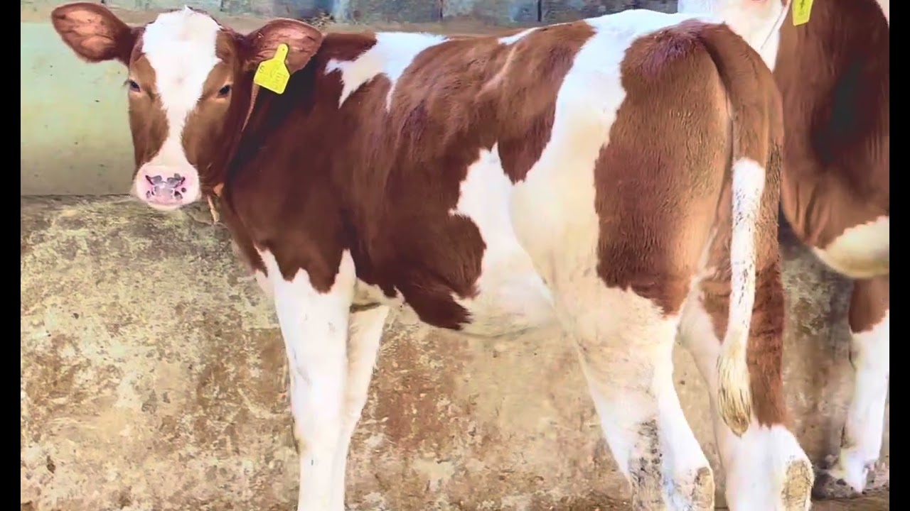 Holisten Red ❤️ Amir Cattle Farm ❤️❤️ 