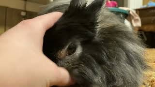 Grooming bunny- wait no she wants me to groom her now instead :)
