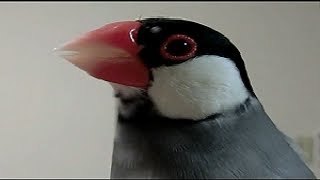 تغريد طائر الجاوا أو البادا - Java Sparrow - padda de java