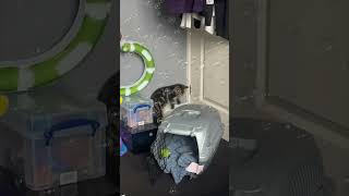 Bubble Gun Startles a Cat