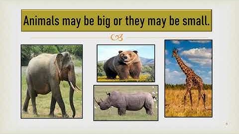 Std 3 EVS Ls. no.  2 So many kinds of animals!