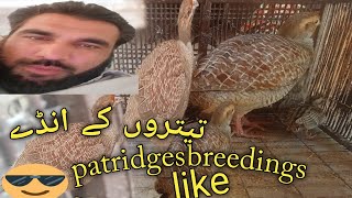 patridges|patridges breeding :vlog