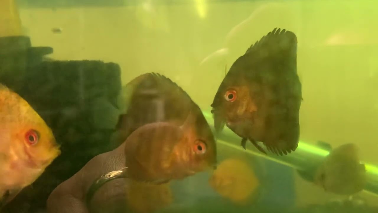 2 inch £20 wild types , @ Cheshire oaks discus fish sales