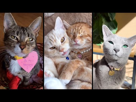 Cute and funny CATS.🐱 And Some Just Interesting Moments.😻Videos🔶 Сompilation # 1🔶
