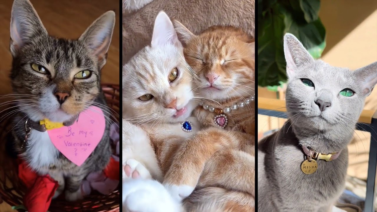 Cute and funny CATS.🐱 And Some Just Interesting Moments.😻Videos🔶 Сompilation # 1🔶