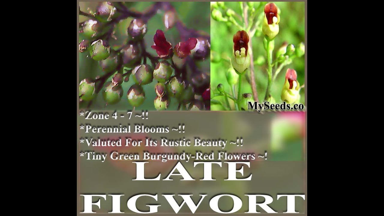 Late Figwort Seeds, Scrophularia marilandica  FLOWER SEEDS on  www.MySeeds.Co