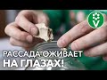 ПОЛЕЙТЕ ЭТИМ РАССАДУ ДЛЯ МОЩНОГО РОСТА КОРНЕЙ! И другие хитрости здоровой рассады!