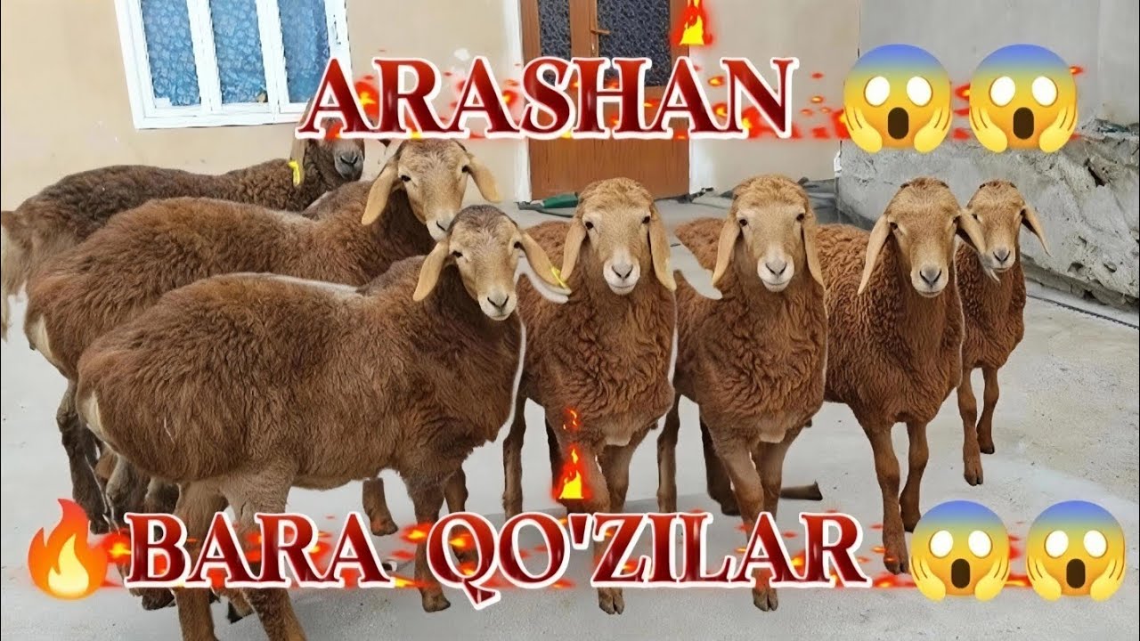 QO'Z SOVLIQ TO'HLI NAHT BO'G'OZ SOVLIQ BARA QO'ZI QO'CHQORLAR 