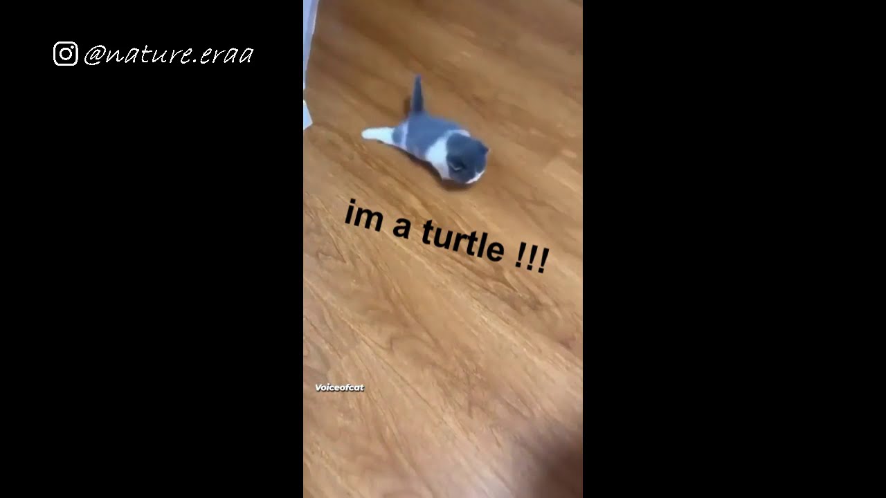 Animal Voice 8 - look mom, ... im a turtle