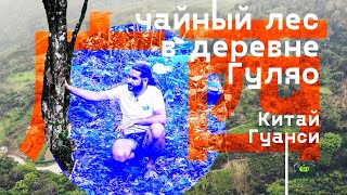 видео: Гуляо Ча. Чайный лес в деревне Гуляо, провинция Гуанси картинка: Гуляо Ча. Чайный лес в деревне Гуляо, провинция Гуанси