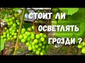 Осветление гроздей. Достоинства и недостатки./Когда осветлять грозди винограда