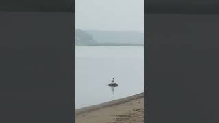Summer rain - nature meditation 6