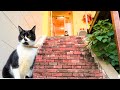 Staying at a Japanese Hotel with Cats Roaming Free.🐈😻 Healing time with cute cats. Pension Atca.