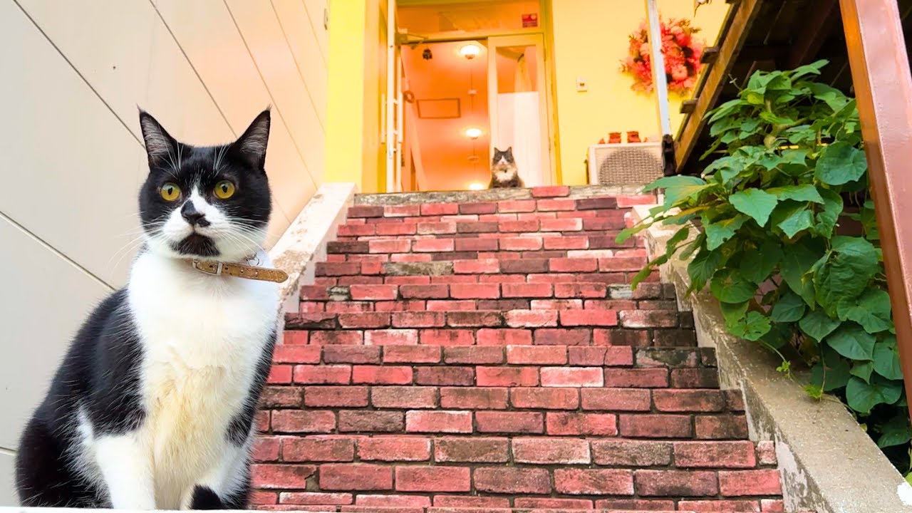 Остановившись в Japanese Cat Hotel🐈😻 Оздоровительное времяпрепровождение с милыми кошками.  Atca.