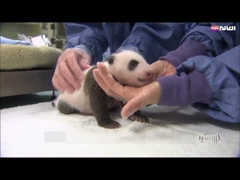 معلومات طريفة عن دب الباندا برنامج دامسكو