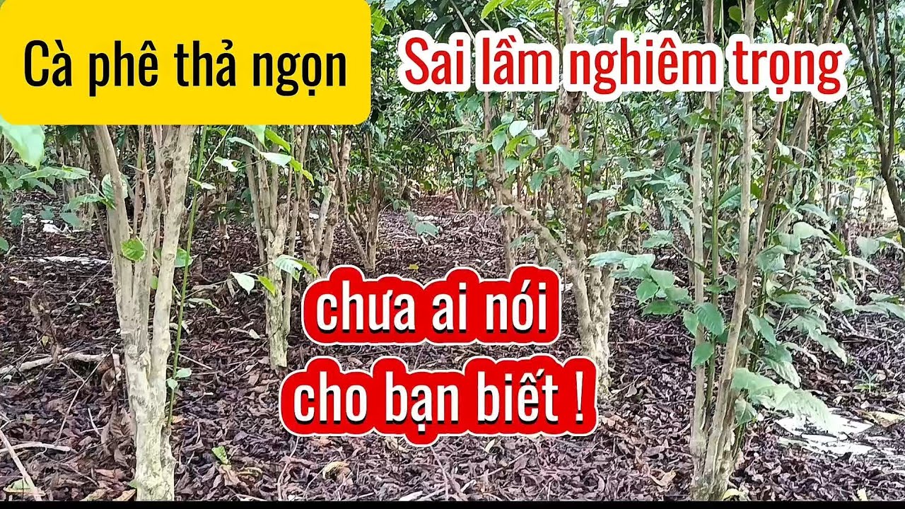 Cà phê thả ngọn - sai lầm nghiêm trọng #caphe #xanhlun #giacaphe #caphethangon #trongcaphe