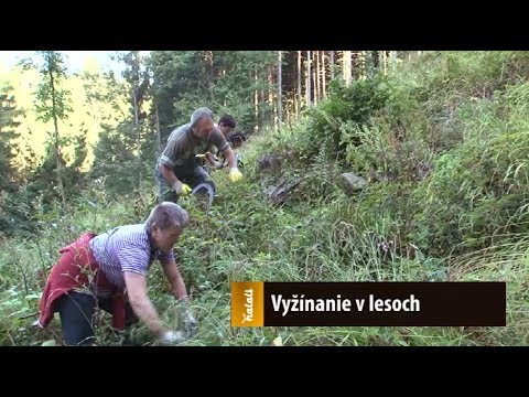 Video: Orchidey V Našich Lesoch