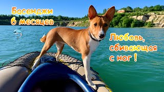 Басенджи в 6 месяцев или Любовь, сбивающая с ног | Basenji 6 months old