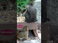 Cute Red Squirrel & Black Squirrel & Chipmunk Play at Feeder!