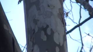 Sycamore tree (Platanus occidentalis) identification video