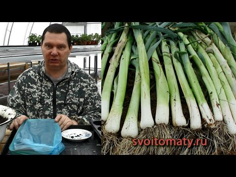 Простой способ  посеять лук порей