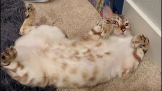 Softest Cat Belly Youve Ever Seen