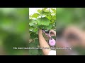 Save 70% Labor with This Plant Tying Machine | Fast & Easy Garden Tool