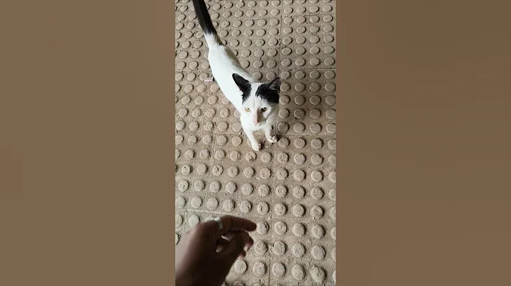 Video 11261131: devon rex cat, meowing cat sound, dogs cats meowing, cats catlover