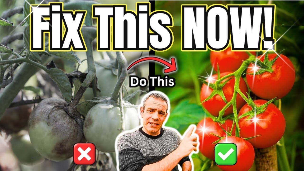 Tomato Growing Hacks the Pros Don’t Share!