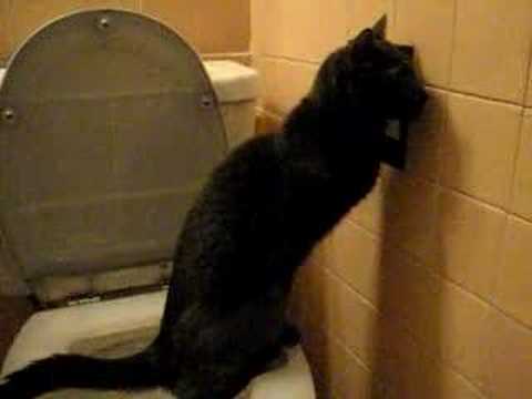 Tara Devlin's Toilet Trained Cat
