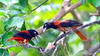 Bird chicks birding