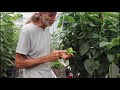 TOUR of a GREENHOUSE That is PRODUCING in the SUMMER!