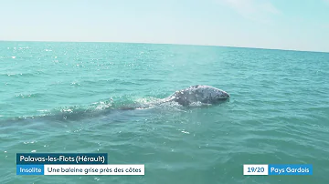 Quelle baleine en Méditerranée ?