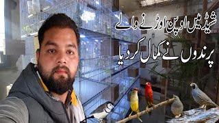 My Open Finches Aviary Breeding Progress| California Quail Breeding Setup In Gujranwala| Resimi