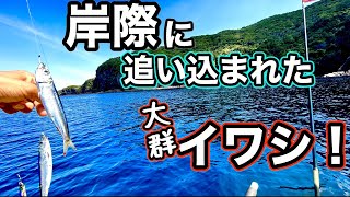 ジグサビキで釣って落とし込んだら大物が‥‥釣れる！釣れる！