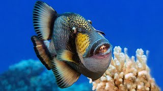 Titan Triggerfish (Aggressive & Extremely Terrestrial) by 3 Minutes Nature 6,606 views 2 years ago 3 minutes